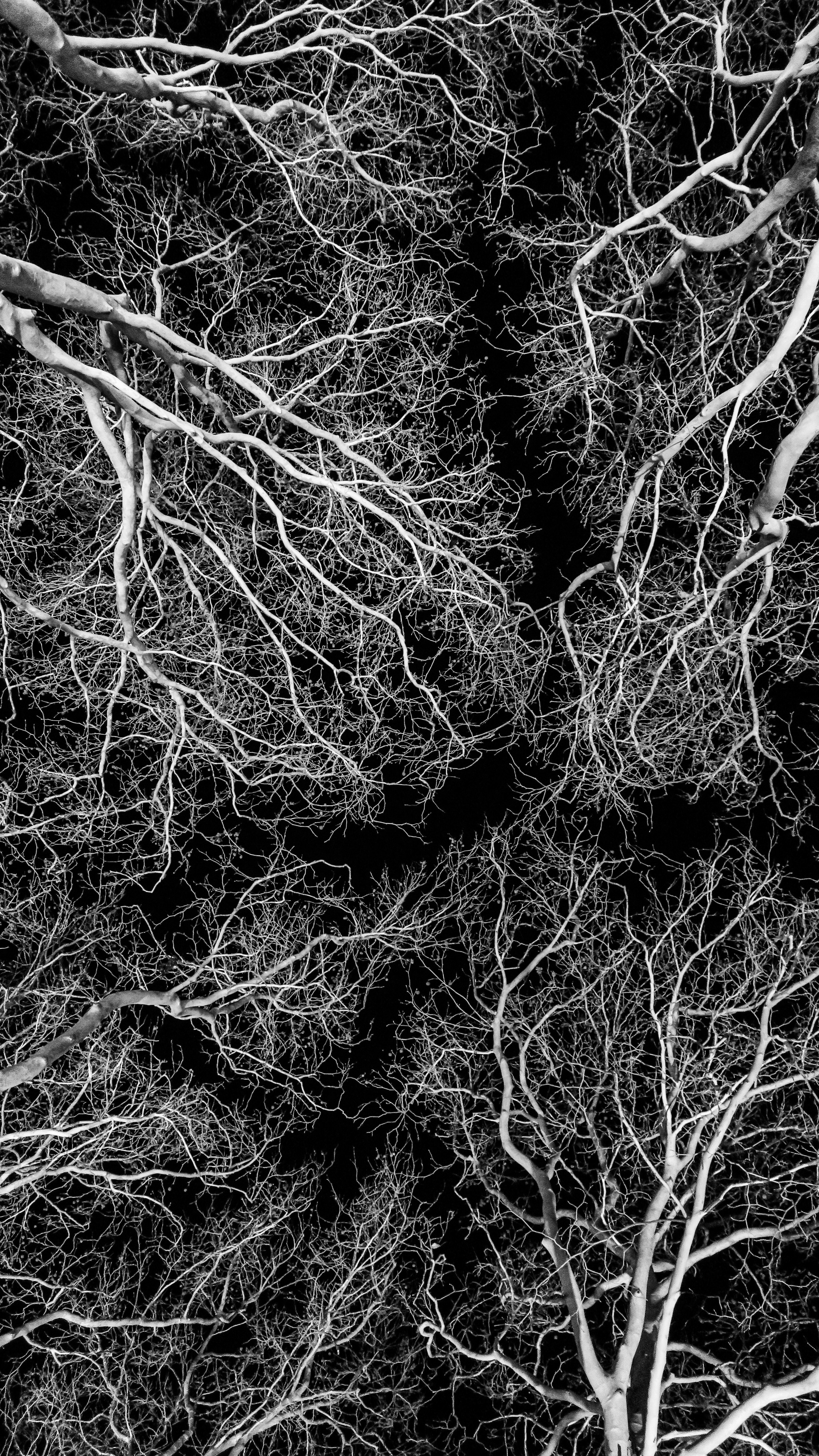 Intricate network of bare tree branches against dark sky
